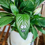 googly plant eyes