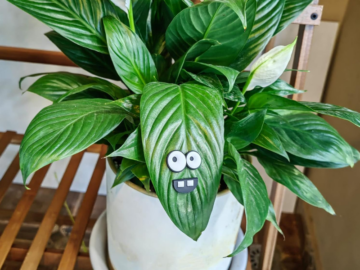 googly plant eyes