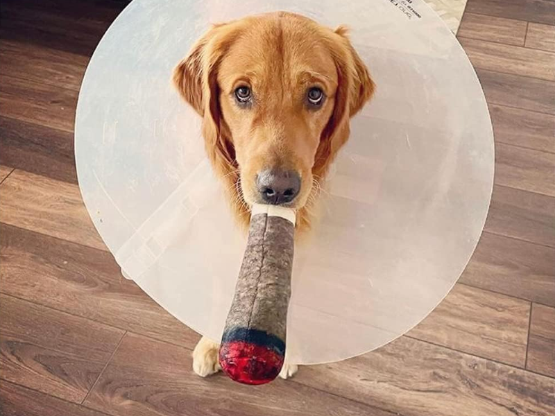 doobie stoner dog toy